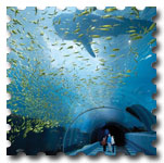 atlanta-aquarium