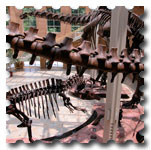 fernbank museum