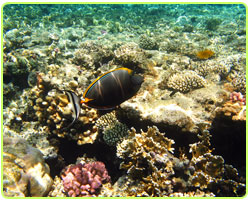 cancun reef