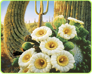 Cactus in Phoenix